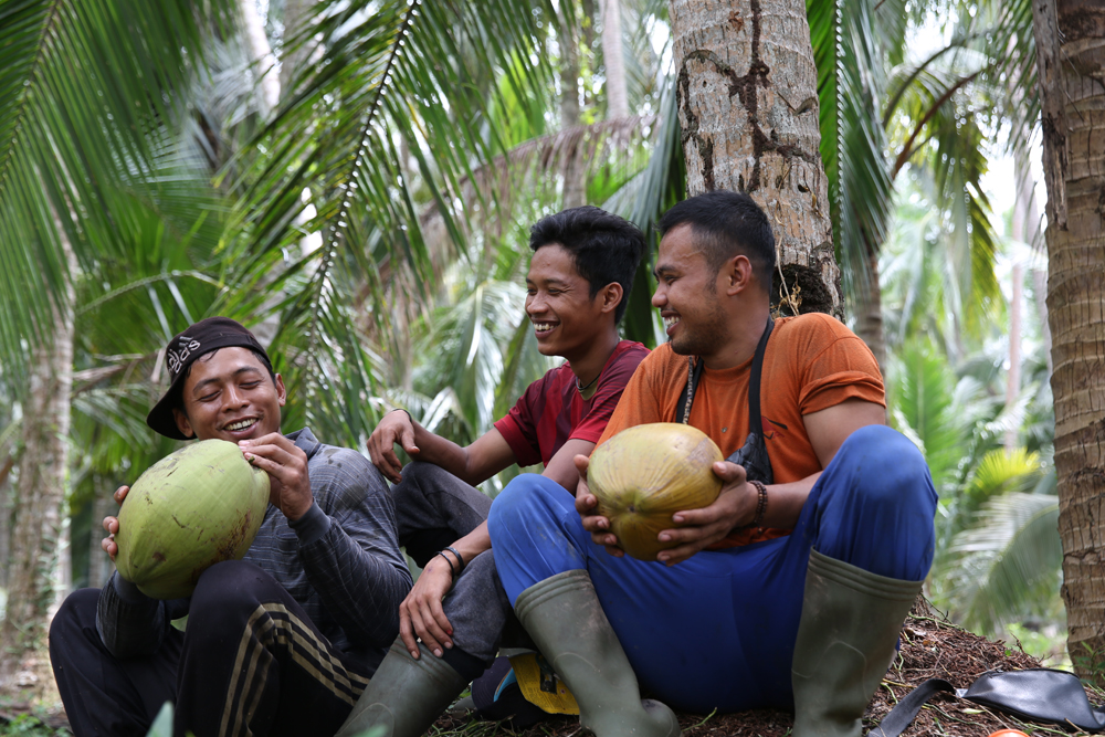 panen kelapa Aceh